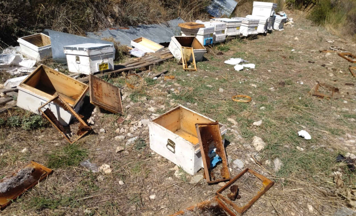 Antalya'da aç kalan ayılar arı kovanlarını parçaladı   