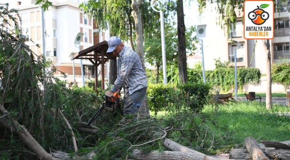Antalya'da fırtına sonrası devrilen ağaçlar kaldırılıyor